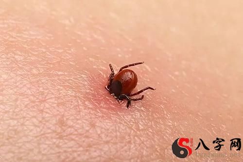 梦到虫子钻进皮肤