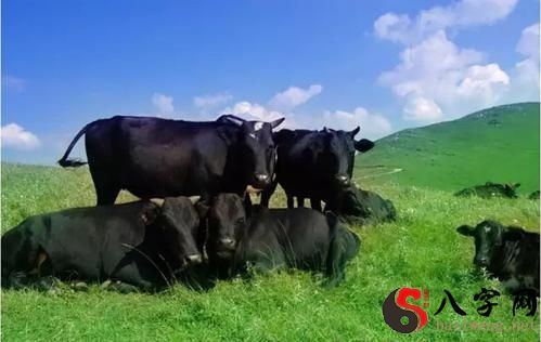 梦到地里好多牛