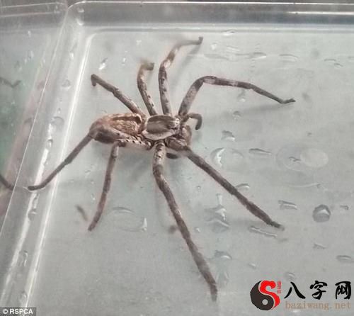 梦到蜘蛛爬到身上吓醒