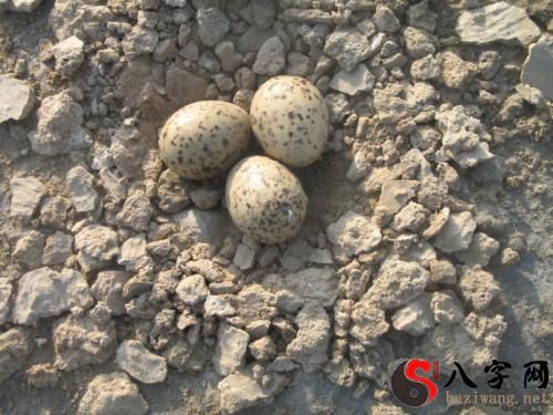 梦到捡了好多鸟蛋