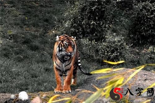 梦到白老虎攻击