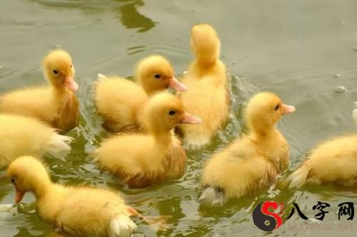 梦到送我许多小鸭子