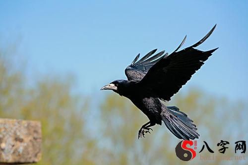 梦到乌鸦 梦到乌鸦