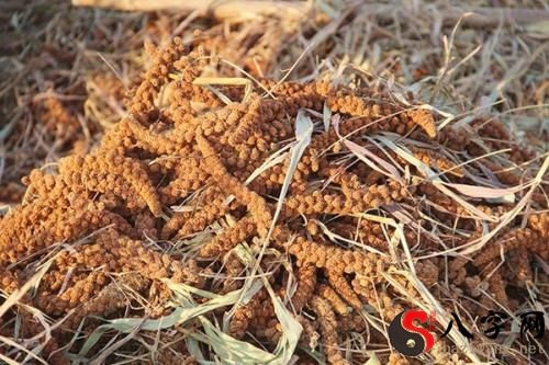 梦到老鼠吃谷子