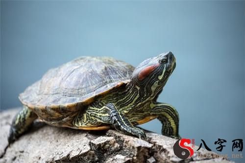 梦到乌龟咬手不松