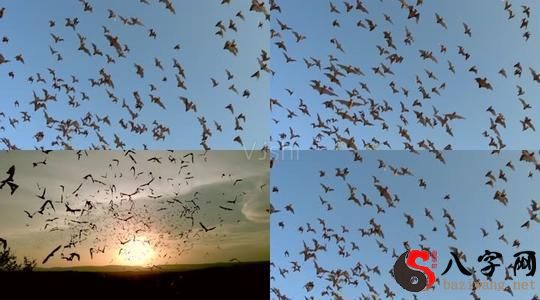 梦到一群蝙蝠在飞