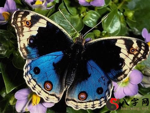 梦到蝴蝶飞到屋里来