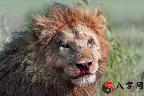 梦到和狮子搏斗
