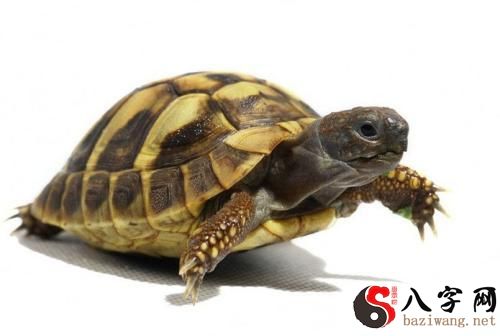 梦到一只老乌龟