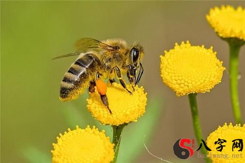 梦到被蜜蜂追着蛰