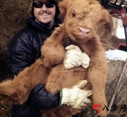 梦到养的宠物变成了人