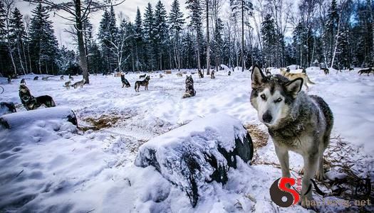 梦到狼追着我咬