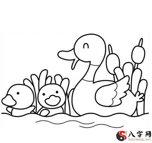 梦到小鸭子游泳