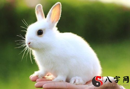 梦到山上套兔子