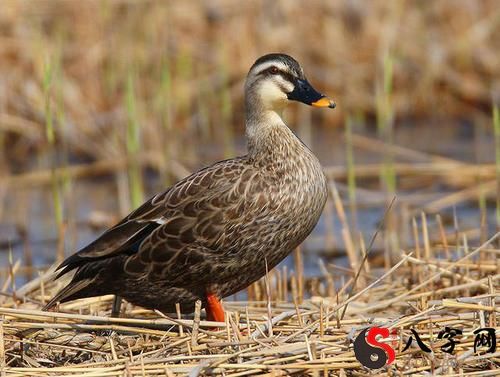 梦到洞里有鸭子