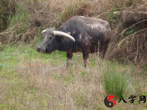 梦到我养了许多牛