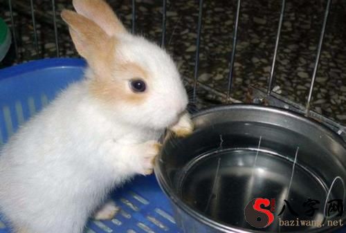 梦到喂兔子喝水