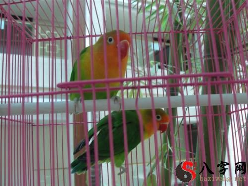 梦到鸟在笼子里