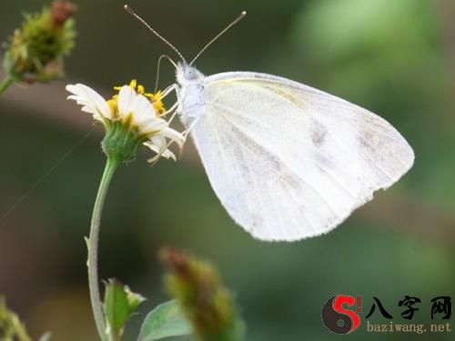 梦到白蝴蝶