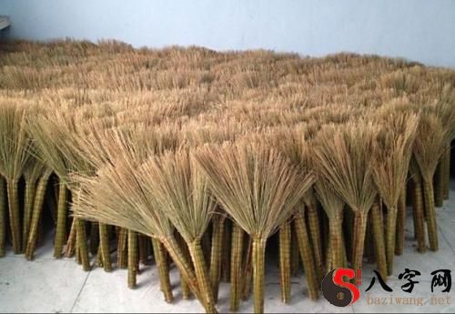 梦到种植笤帚糜子