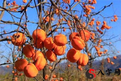 梦到牛仔裤挂树