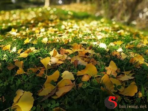 梦到一地都是银杏叶