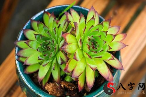 梦到养的多肉全死掉