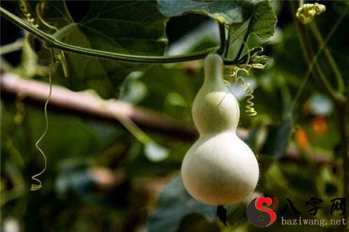 梦到家中的葫芦丢了