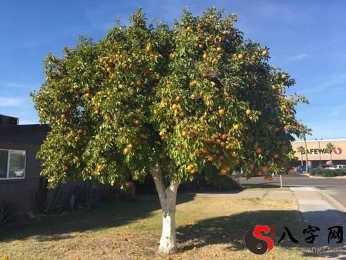 梦到橘子树
