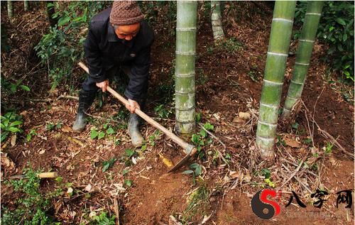 梦到挖好大好多竹笋