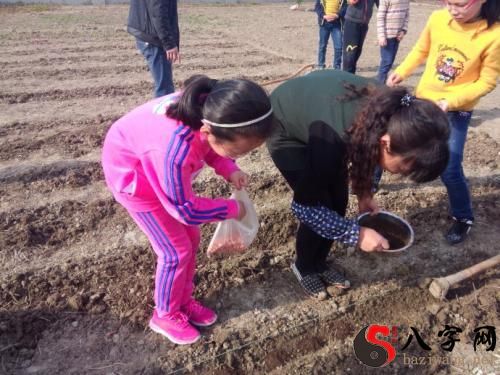 梦到和他人一起捡花生