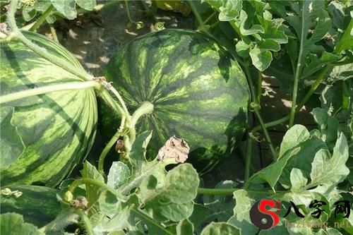 梦到没熟的西瓜