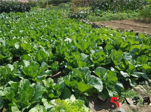 梦到摘了几颗白菜