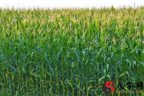 梦到绿油油的玉米庄稼