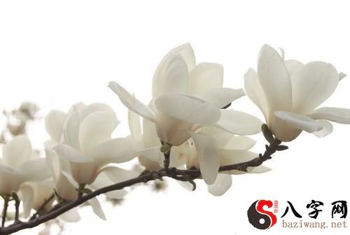 梦到白色的鲜花