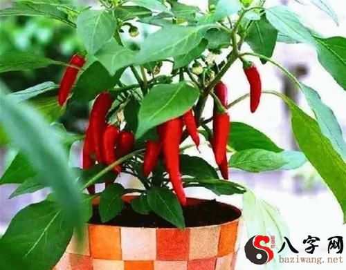 梦到辣椒树上结许多辣椒