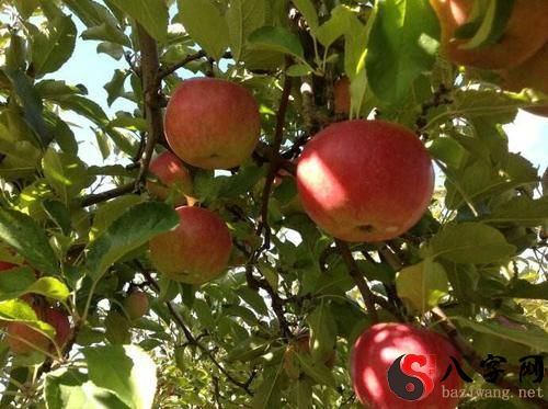 梦到树上结满了大苹果