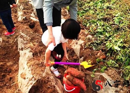 梦到和他人一起挖红薯