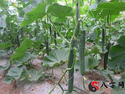梦到黄瓜架上好多黄瓜