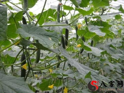 梦到踩烂的黄瓜