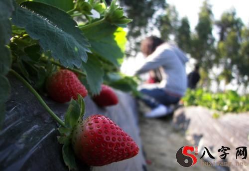 梦到摘草莓