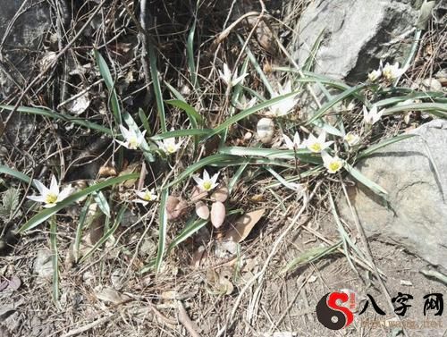 梦到坟上开白花