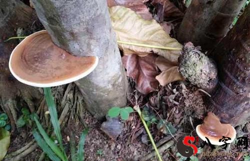 梦到祖坟长灵芝