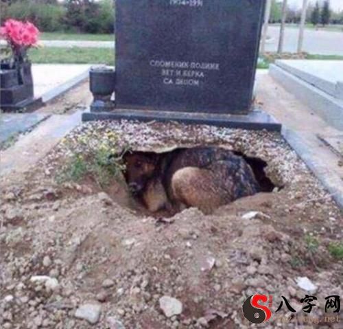 梦到坟墓里挖出好多东西