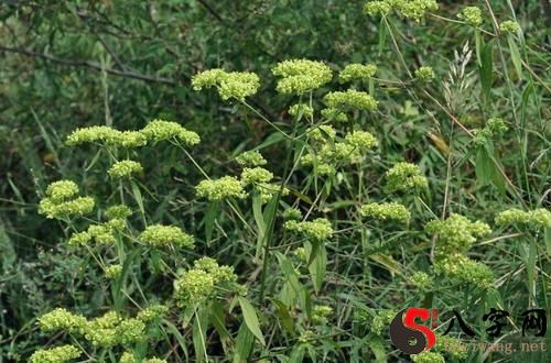 梦到坟墓边开花