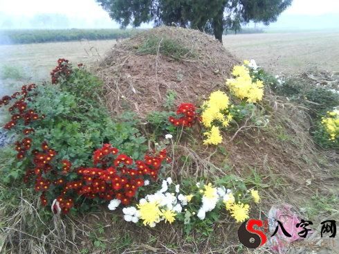 梦到坟墓开出鲜花