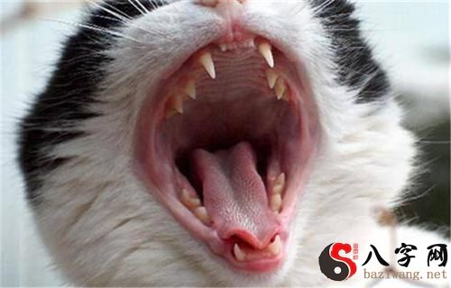 梦到掉牙不流血