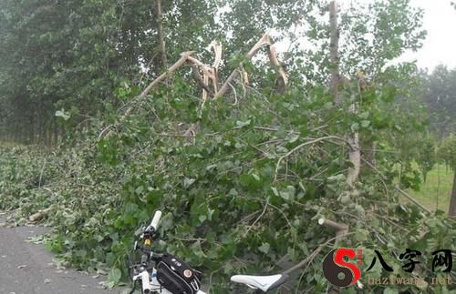 梦到被大风刮走