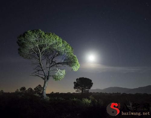 梦到月亮挂在树梢