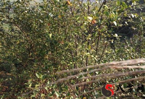 梦到上山摘茶子